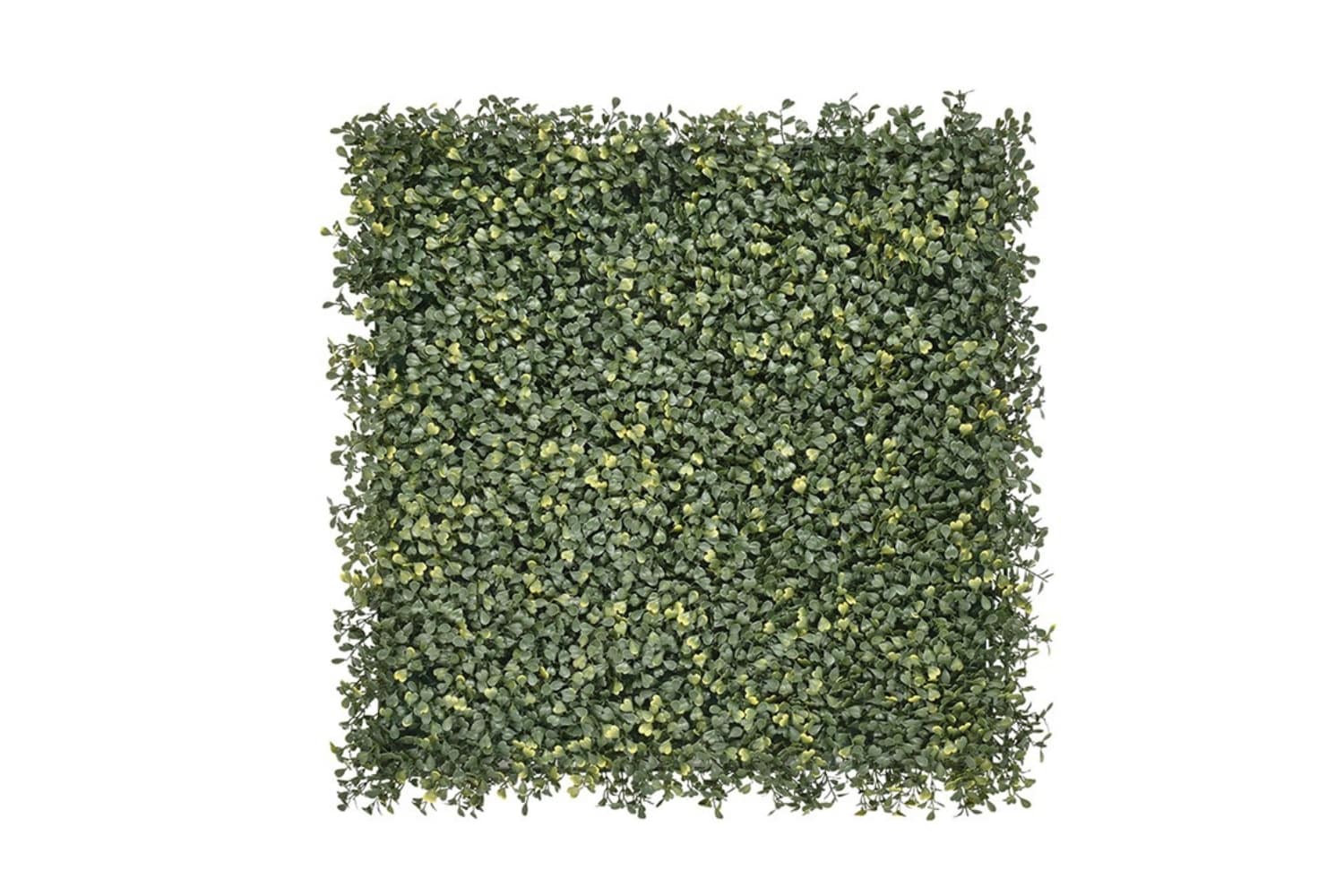 Kunsthaag Buxus Riga