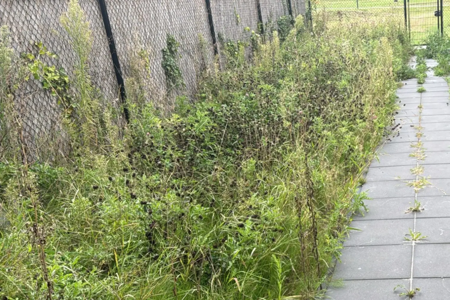 Kunstgras in Zoetermeer vooraf