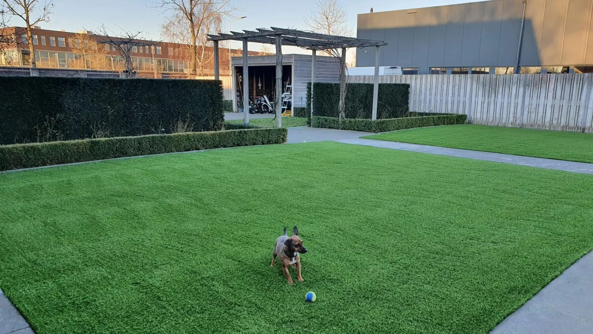 Kunstgras in de tuin met hond